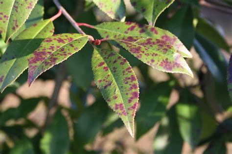 The Most Common Tree Diseases In California Maguire Tree Care