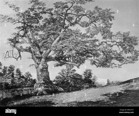 Charter Oak Tree Hartford 1893 Stock Photo Alamy