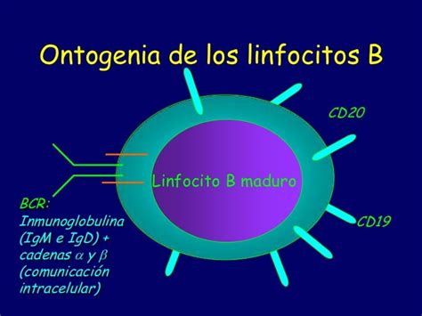 Linfocitos B Definici N Funci N Activaci N Maduraci N Y Mucho M S