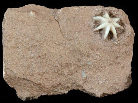 Interesting Evactinopora Bryozoa Colony - Missouri (#42708) For Sale - FossilEra.com