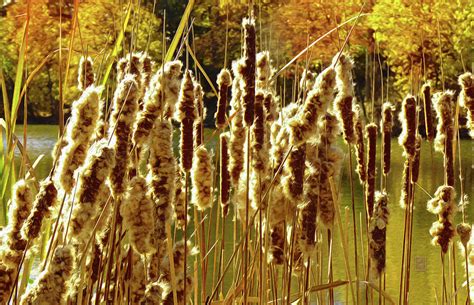 Fall Cattails At Quarton Lake Photograph By Garth Glazier Fine Art