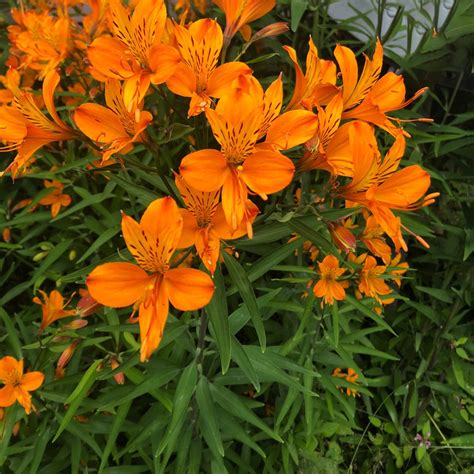 Lily Of The Incas Orange Delight Alstroemeria Orange Delight