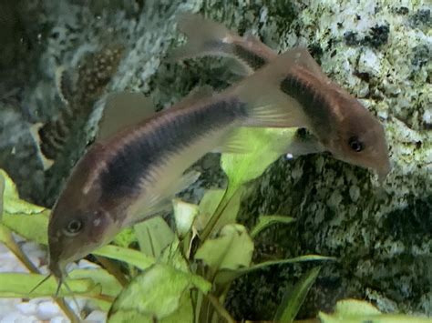 Which Corydoras species? : r/TropicalFish