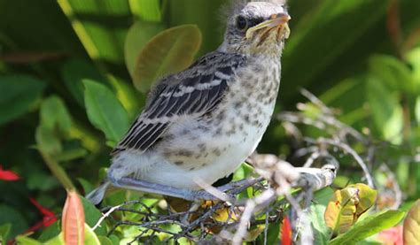 How to Feed a Baby Mockingbird - Bird Nature