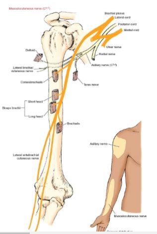 Elbow And Forearm Flashcards Quizlet