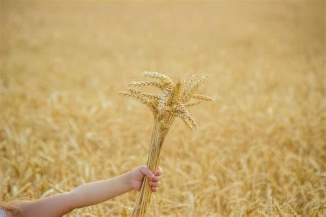 Criança em um foco seletivo de campo de trigo Foto Premium