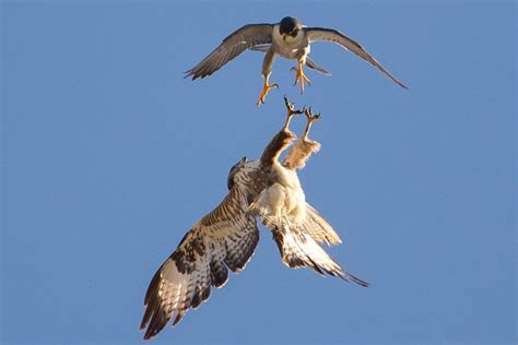 Falcon Images: Peregrine Falcon Diving For Prey