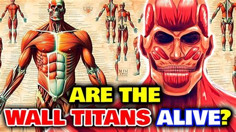 Wall Titans Anatomy How Are They Different From Colossus Titan Can