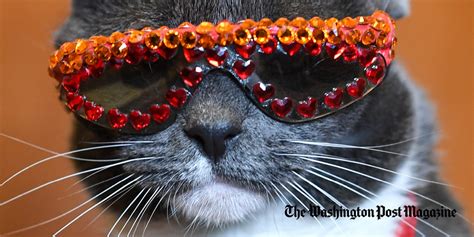 Meet Sunglass Cat An Instagram Star With An Eye Opening Message Of