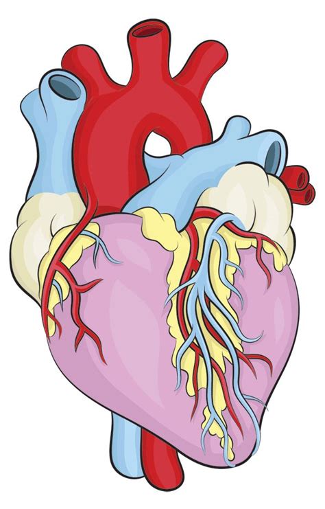 Learn How To Draw A Heart Based On The Real Life Human Version