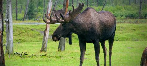 Definitive Guide To Moose Facts Habitat Conservation Status Zoo