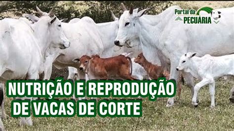 Nutrição E Reprodução De Vacas De Corte Youtube