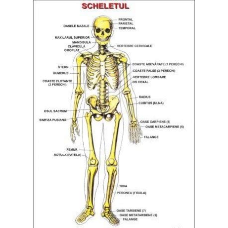 Scheletul Uman