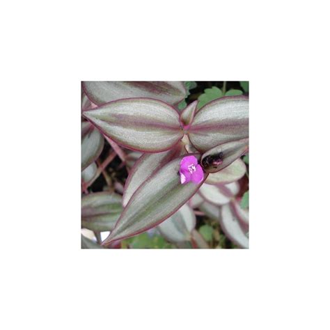 Wandering Jew Live Plant Tradescantia Zebrina For Sale