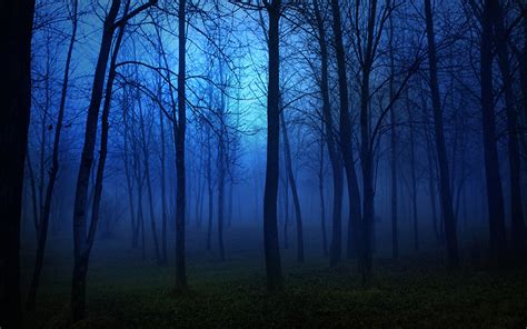 Fonds Decran Forêts Arbres Brouillard Nuit Nature Télécharger Photo