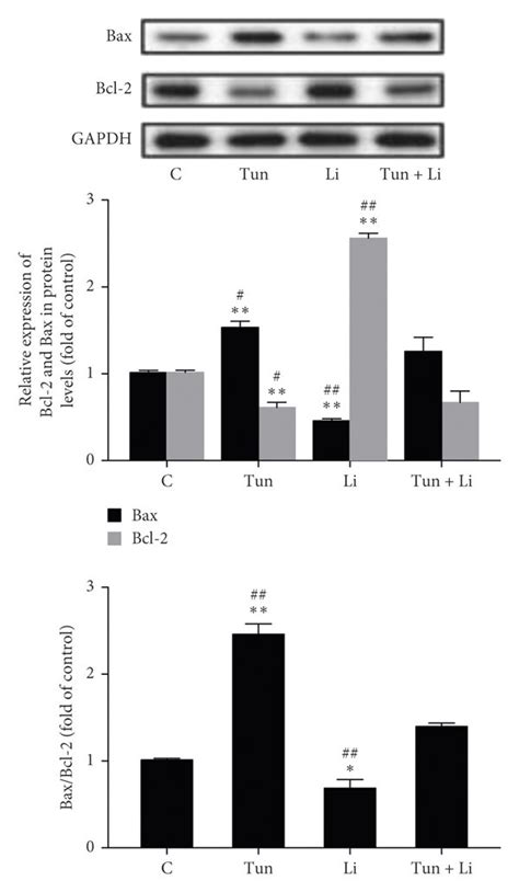 Tunicamycin Inhibits The Wntβ Catenin Signaling Pathway To Affect The