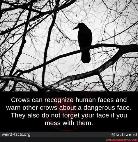 N A Crows Can Recognize Human Faces And Warn Other Crows About A Dangerous Face They Also Do