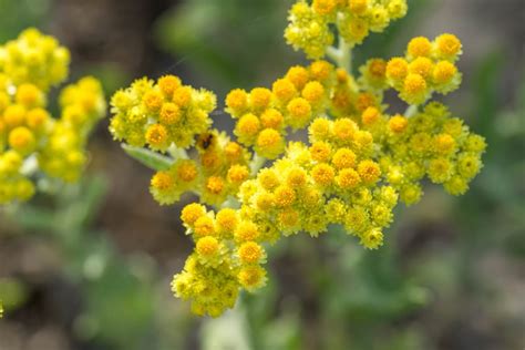 Helichrysum Essential Oil Guide - Benefits, Uses and Side Effects