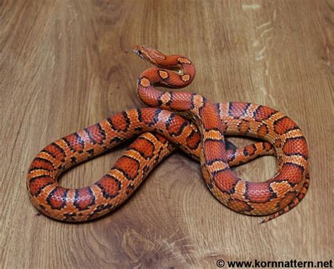 Het Palmetto Cornsnake Ians Vivarium