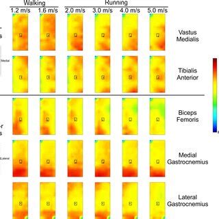 Group Average Electromyography Emg Spatial Amplitude Maps For All