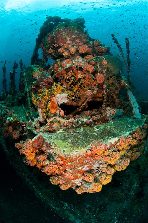 Shipwrecks Examples Of Coral Colonization On ‘artificial Reefs