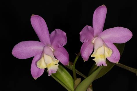 Cattleya Loddigesii Cattleya Plants Eastern