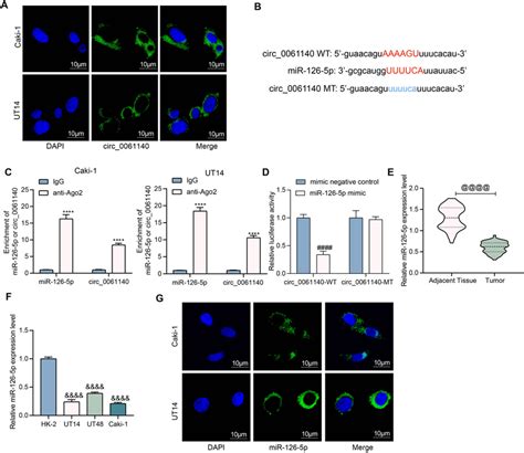 Circ 0061140 Binds To MiR 126 5p A The Subcellular Localization Of