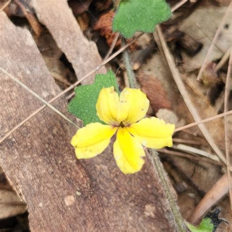 Star Goodenia From Carbrook Cornubia Au Ql Au On September