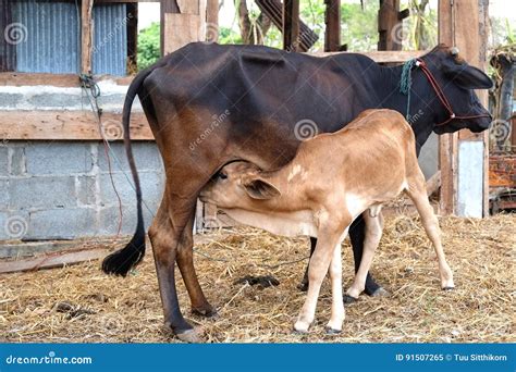 Mother cow feeding calf stock image. Image of love, milk - 91507265