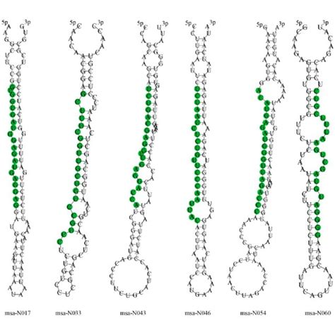 Representatives Of Precursors Hairpin Structures For Predicted Mirnas