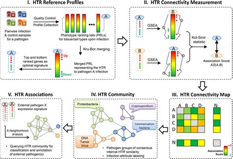 Htr Connectivity Map Development Work Flow A Group Of