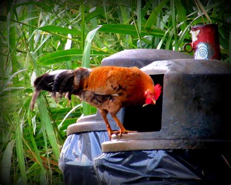 Counting Chickens In Kauai Counting My Chickenscounting My Chickens