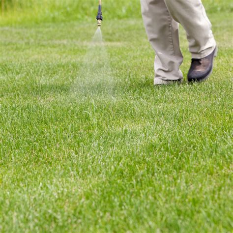 Tips To Take Care Of Your Lawn During Winter Innovation Grounds