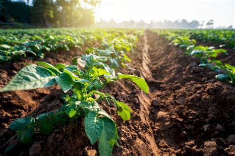 Piemonte E Valle D Aosta Verso Una Nuova Collaborazione In Agricoltura