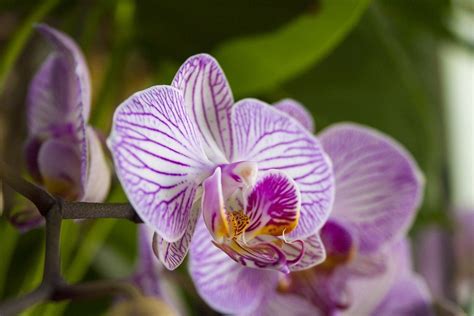 Orchidea Phalaenopsis Innaffiatura Fioritura E Come Prendersene Cura