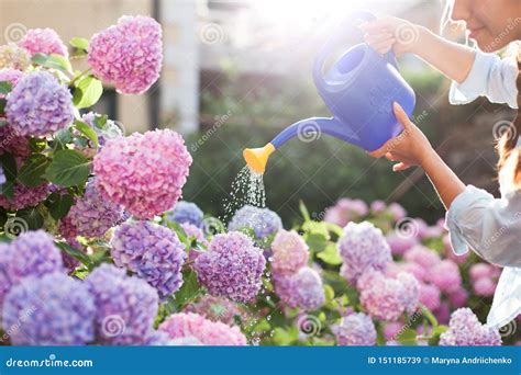 Gardening In Bushes Of Hydrangea Woman Gardener Waters Flowers With