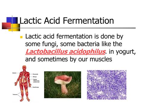 Cellular Respiration And Fermentation Ppt Download