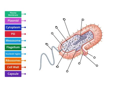 Prokaryotic Cell Structure Labelled Diagram