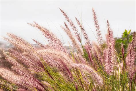 Mates Of The Magnificent Magenta Monocot A Pink Muhly Grass Companion