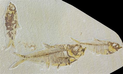 Three Fossil Fish (Knightia And Diplomystus) - Wyoming (#119473) For ...