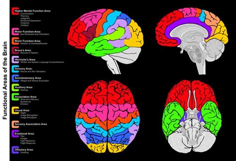 Are We All Either Right Brained Or Left Brained Scienceabc