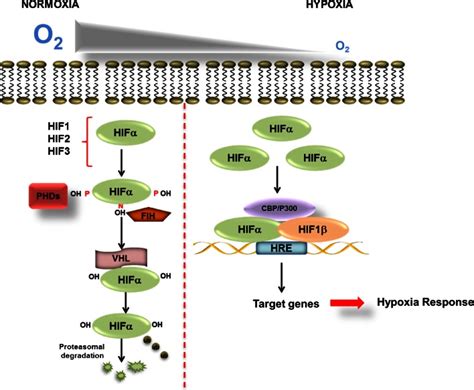 Regulation Of HIF In Normoxia And Hypoxia Diagram Showing The Key