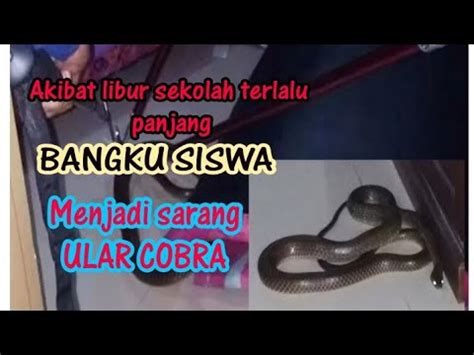 Awas ULAR COBRA Di Bangku Siswa YouTube