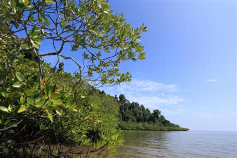 Mangrove forest in the tropical place 9587600 Stock Photo at Vecteezy