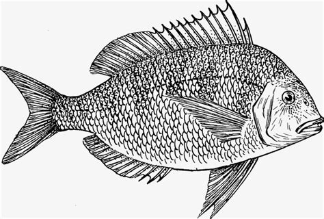 Tilapia Drawing at GetDrawings | Free download