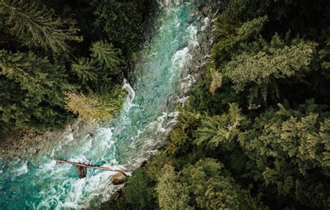 Forest River Trees Aerial View