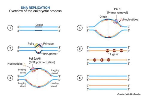 Origin Of Replication Definition Mechanism And Diagram