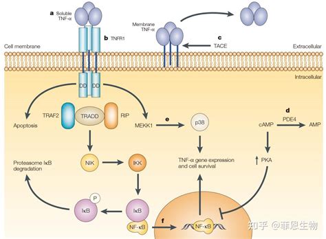 肿瘤坏死因子αtnf α作用机制及生物学研究 知乎