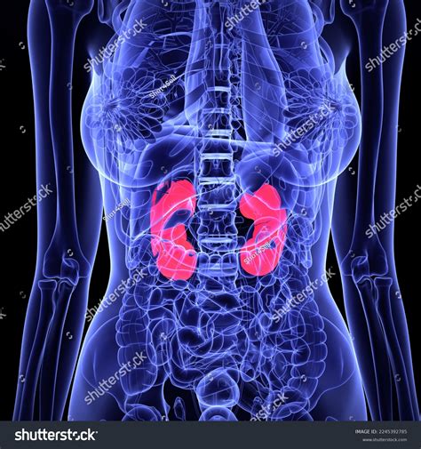 Female Internal Organs Kidney Anatomy Medical Stock Illustration