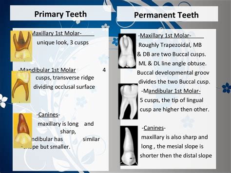 Difference Between Primary And Permanent Teeth